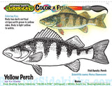 Color-a-Fish (Bilingual) 250 custom books